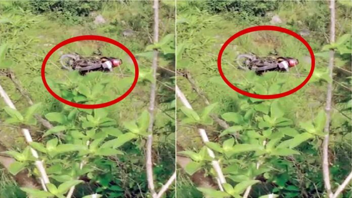 husband and wife died Nalagarh in Solan
