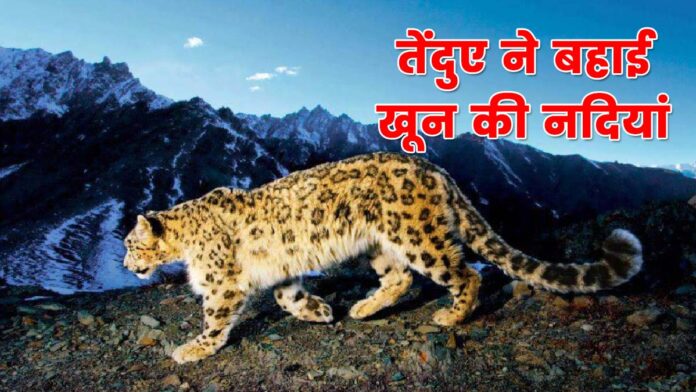 leopard In Sainj valley Kullu