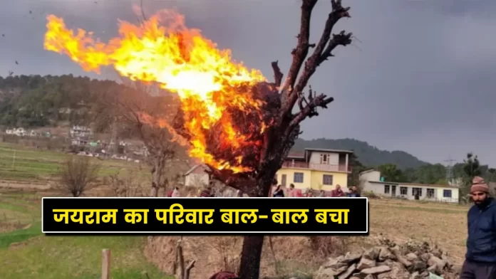 Lightning fell on the tree in Mandi