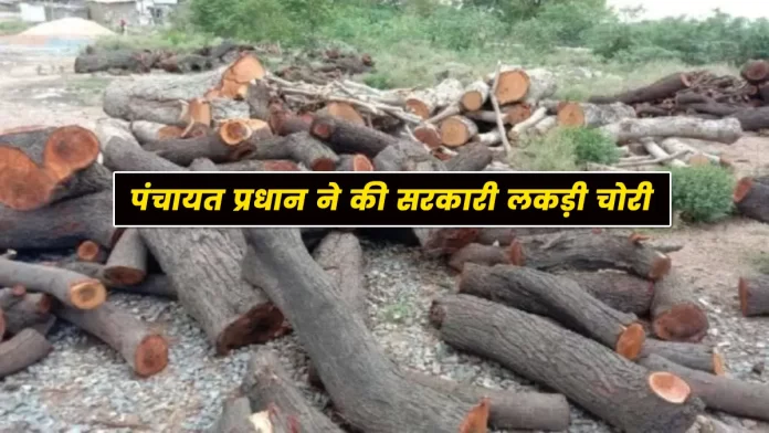 Panchayat Pradhan steals government wood