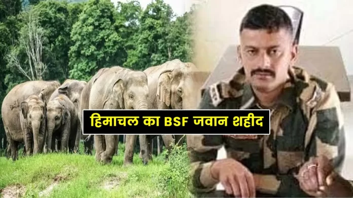 Elephants killed a BSF jawan in Himachal